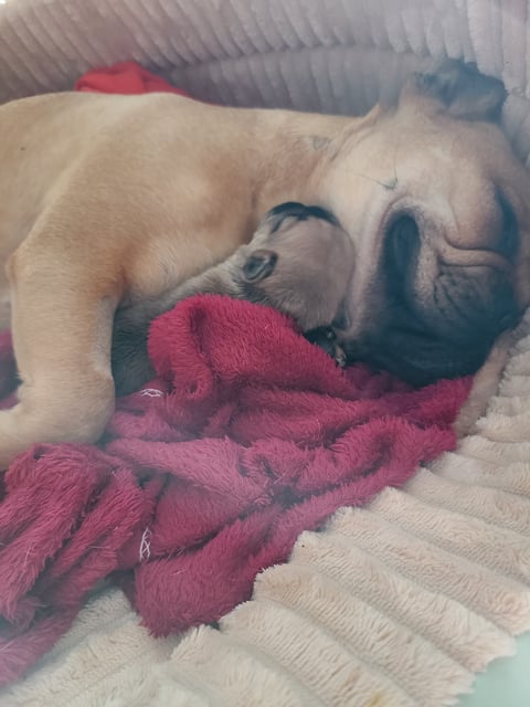 French bulldog Puppy Available