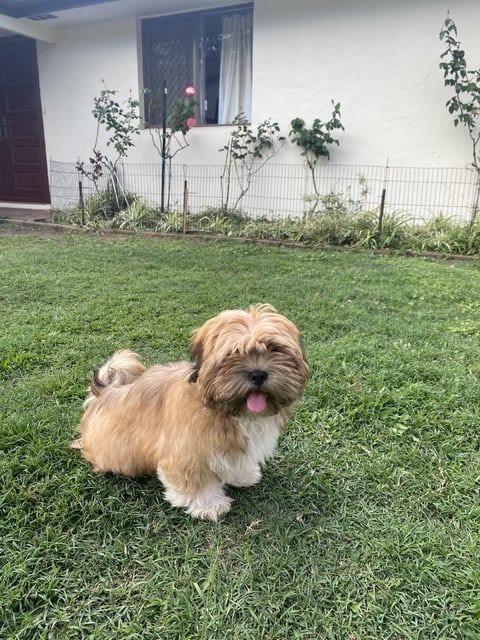 Lhasa Apso Male as a Puppy 