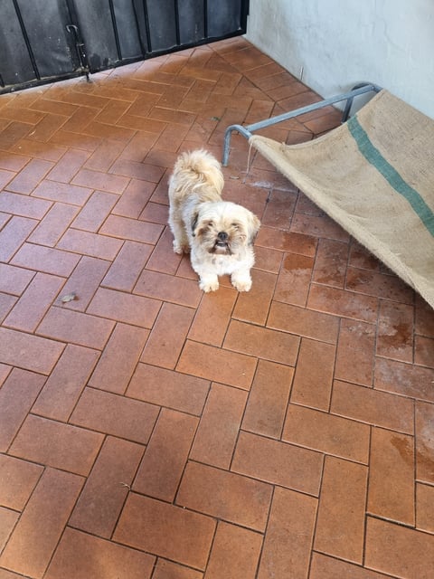 Lhasa Apso male now.