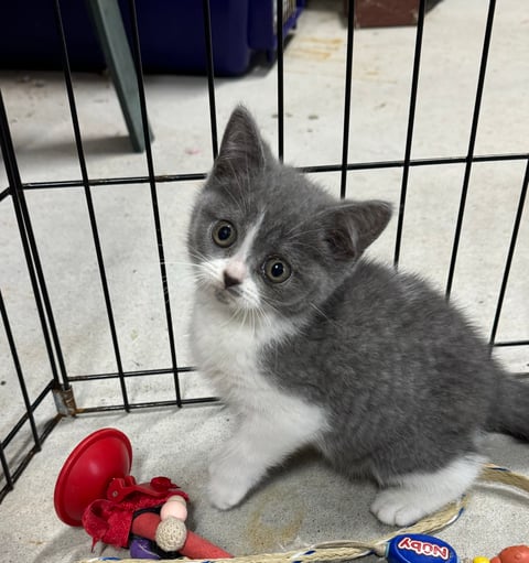 Blue Bicolored Scottish Shorthair female