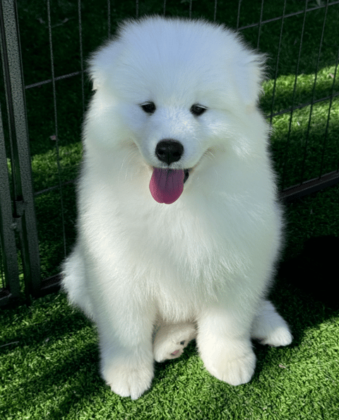 Male Samoyed puppy 