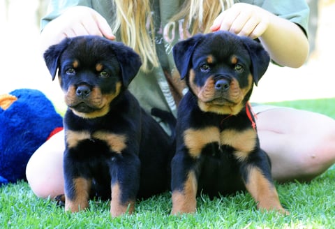 Klasik Rottweiler Puppies