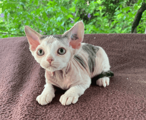 Devon Rex kittens for sale