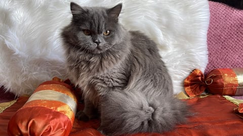 Imported Sire the Father of the kittens
