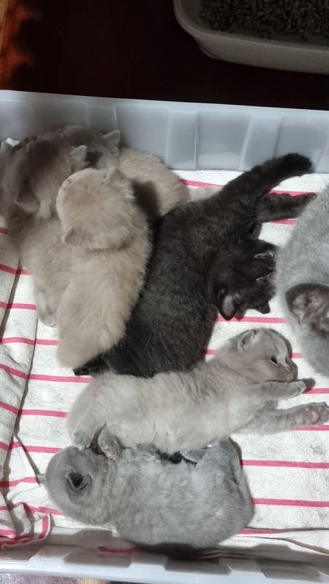 British Shorthair Kittens