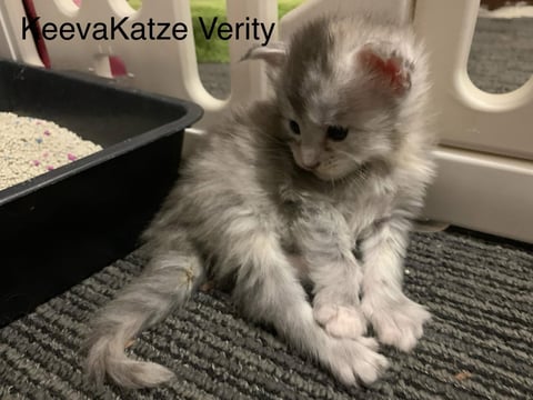 Female Maine Coon kitten