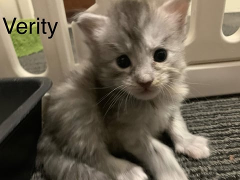 Verity - Female Maine Coon kitten