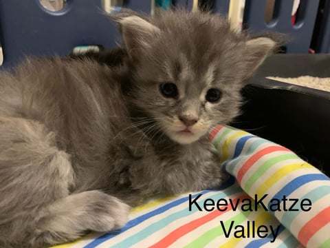 Valley - Female Maine Coon Kitten