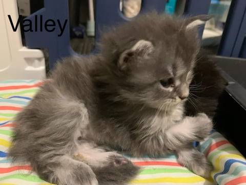  Female Maine Coon Kitten