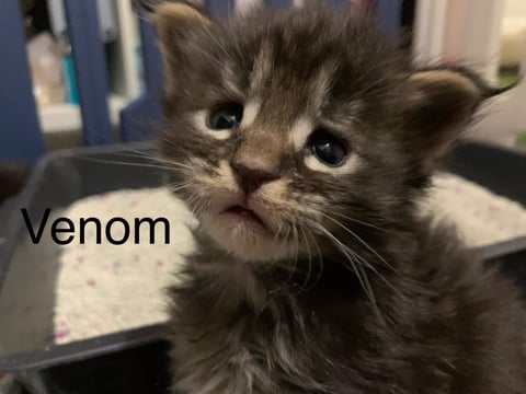 Venom - Male Maine Coon Kitten