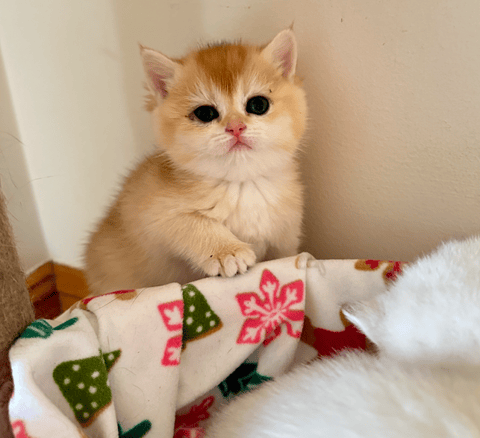 British Shorthair Kitten