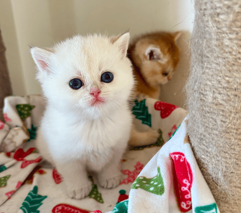 British Shorthair Kittens