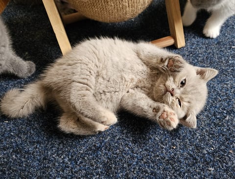 British Shorthair Kitten available