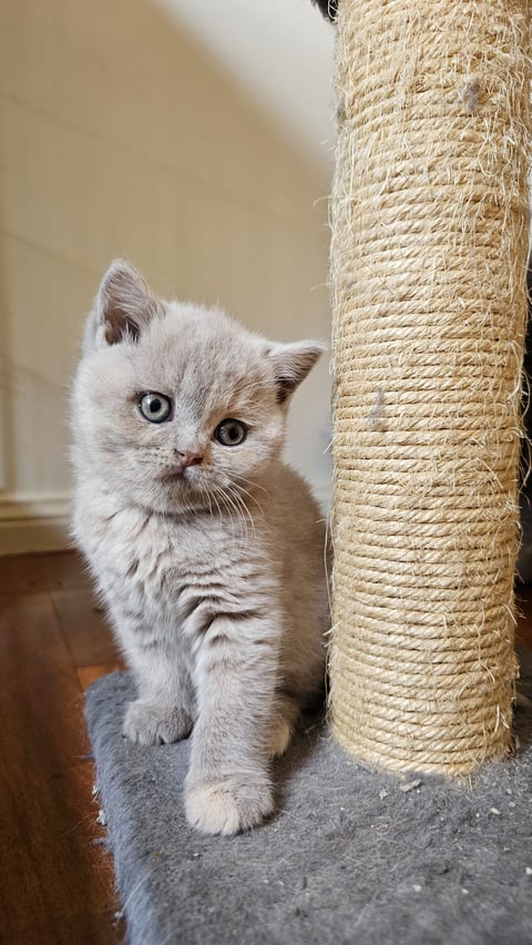 British Shorthair Kitten available