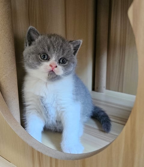 British Shorthair Kitten