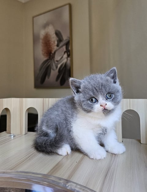 British Shorthair Kitten