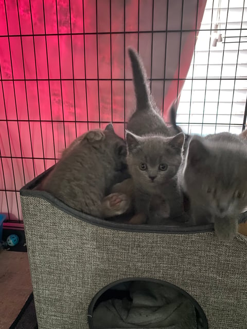 Britishshorthair kittens