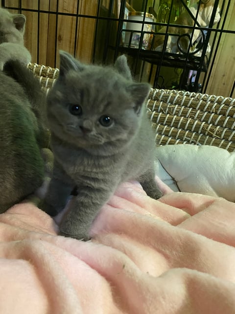 Britishshorthair kittens available