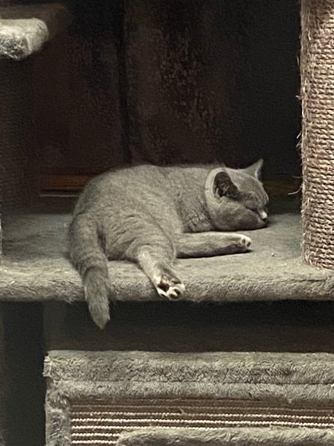 Britalulu British Shorthair Kitten 