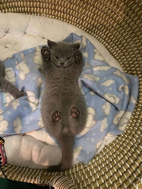 Britishshorthair kitten