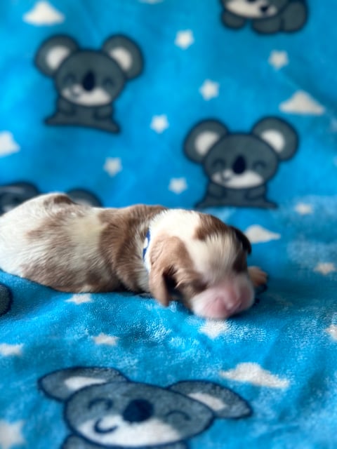 Cavalier King Charles Spaniel Pup