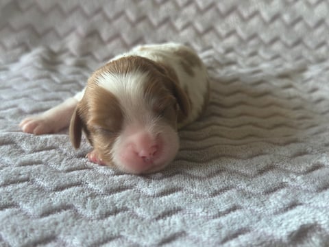 Magnar Cavalier King Charles Spaniel Puppy