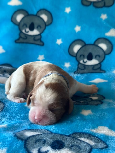 Magnar Cavalier King Charles Spaniel Pup