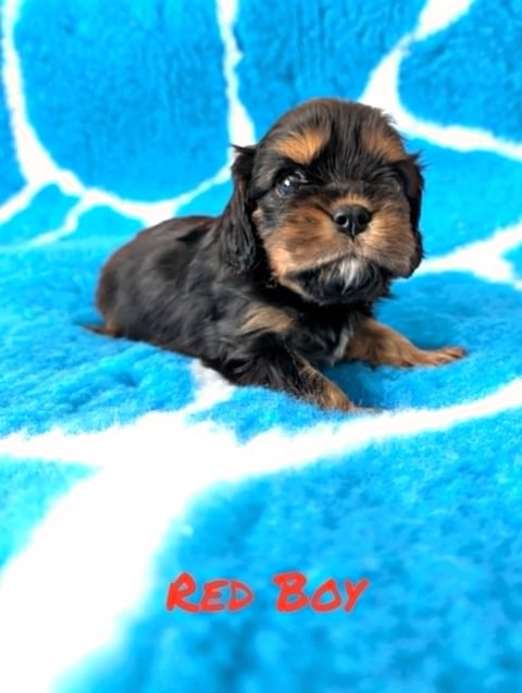 Red boy - Cavalier King Charles Spaniel Puppy