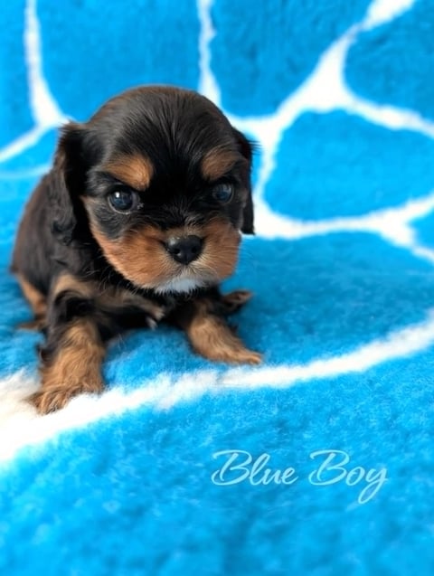 Blue boy - Cavalier King Charles Spaniel Puppy