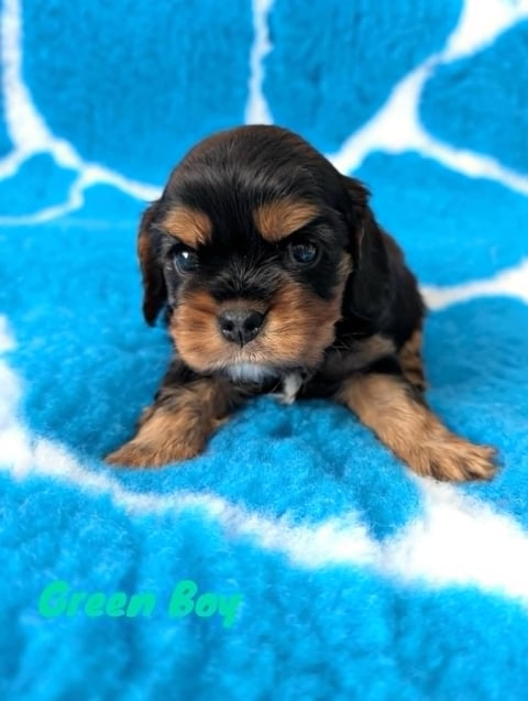 Green boy - Cavalier King Charles Spaniel Puppy