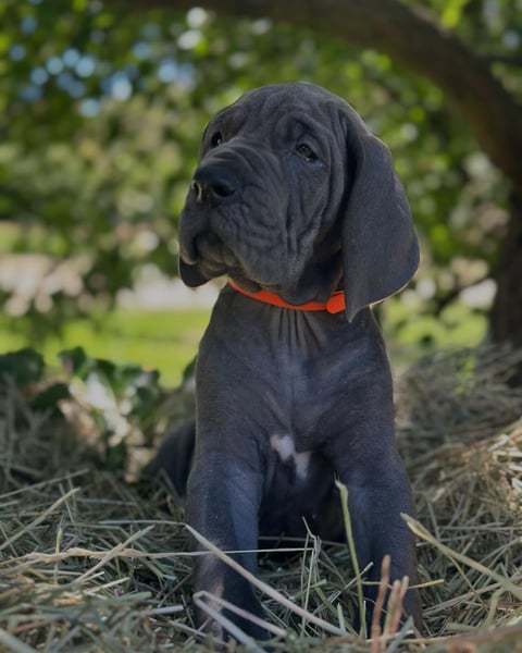 Female Great Dane Puppy - ANKC