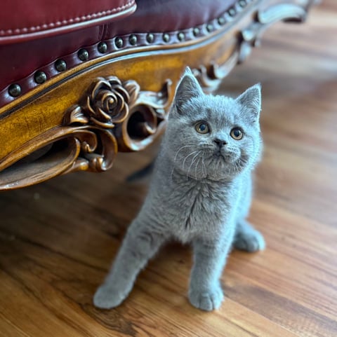 British Shorthair Kitten available