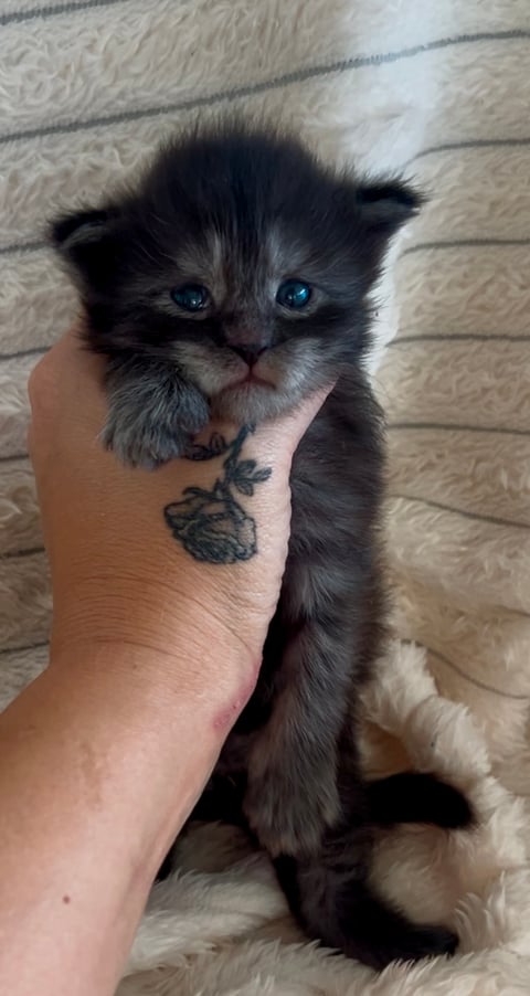 Male Maine Coon Kitten