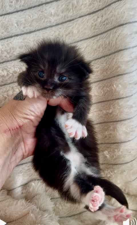 Male Maine Coon Kitten