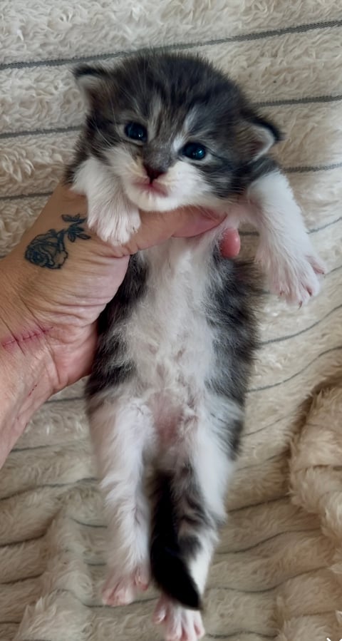 Female Maine Coon Kitten