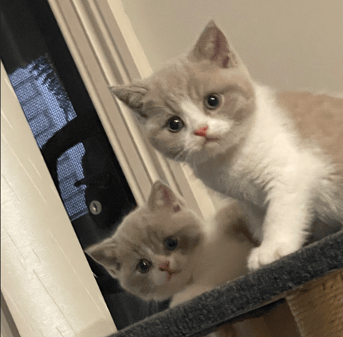 Male British Shorthair Kittens