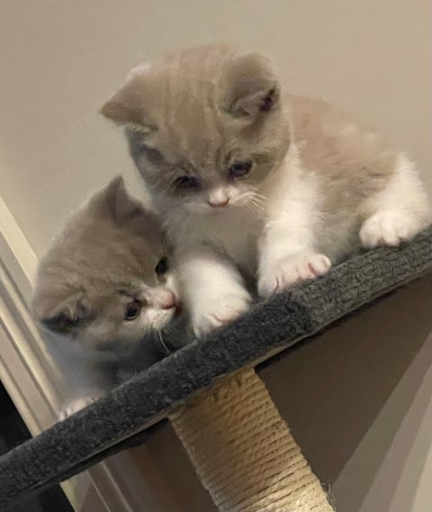 Lilac Bi Colour British Shorthair Kittens.