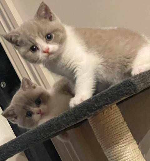 Male British Shorthair Kittens