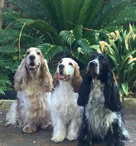 Kirkmoor Cocker Spaniels