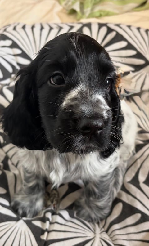 Male from current litter