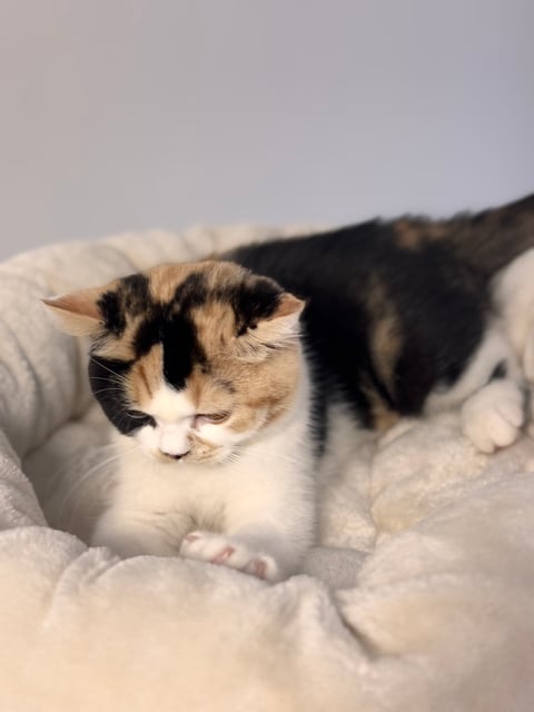 Damewood British Shorthair Kitten 