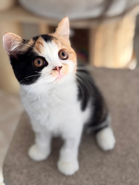 Damewood British Shorthair Kitten 