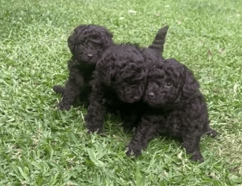 Chocolate Toy Poodle Puppies