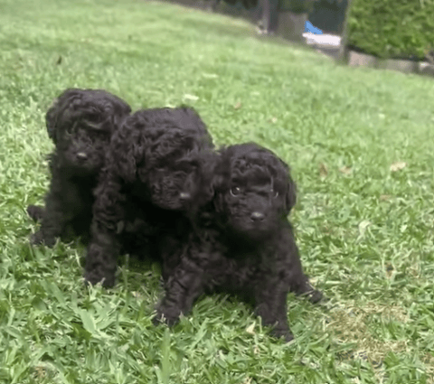 Chocolate Toy Poodle Puppies