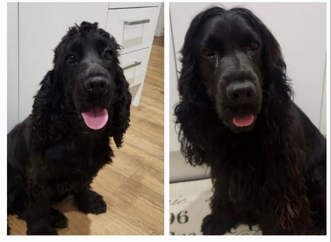 Pearl & Baxter - Pedigree English Cocker Spaniels