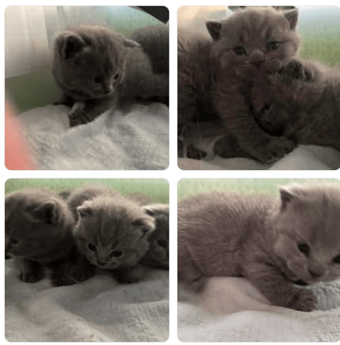 Britalu British Shorthair kittens