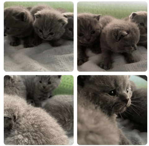 Britalu British Shorthair kittens