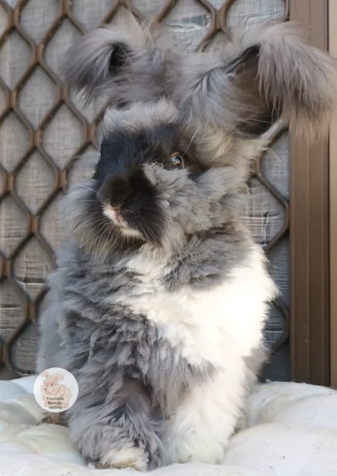 Purebred English Angora baby rabbits bunny