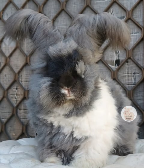 Purebred English Angora Bunny