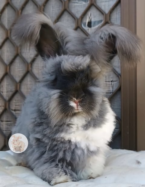 Purebred English Angora baby rabbits bunnies